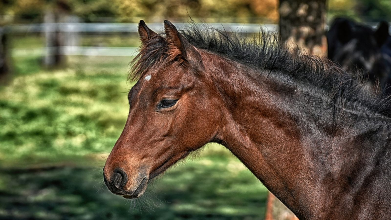 Disfrutamos de la sierra de Guadarrama montados a caballo
