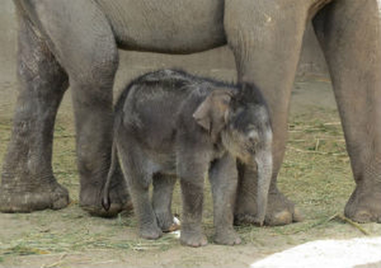 Buba, bebé elefante del ZOO de Madrid