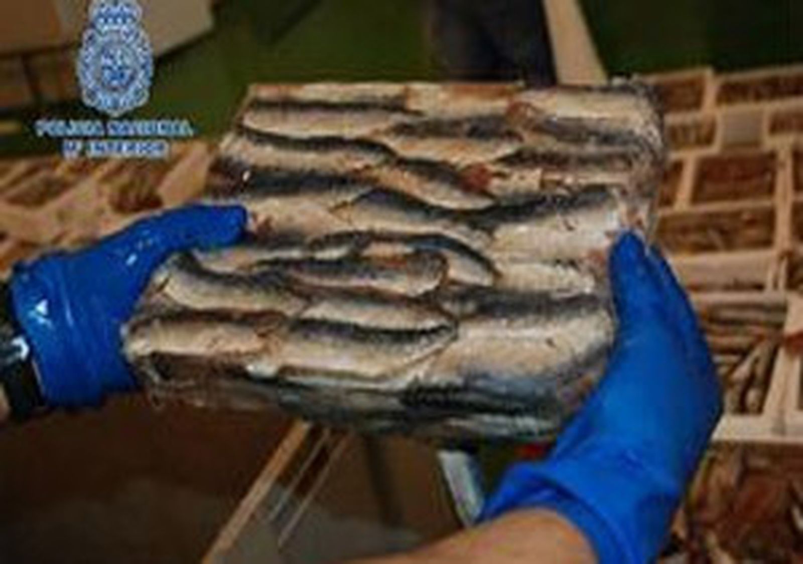 Hachís en sardinas congeladas