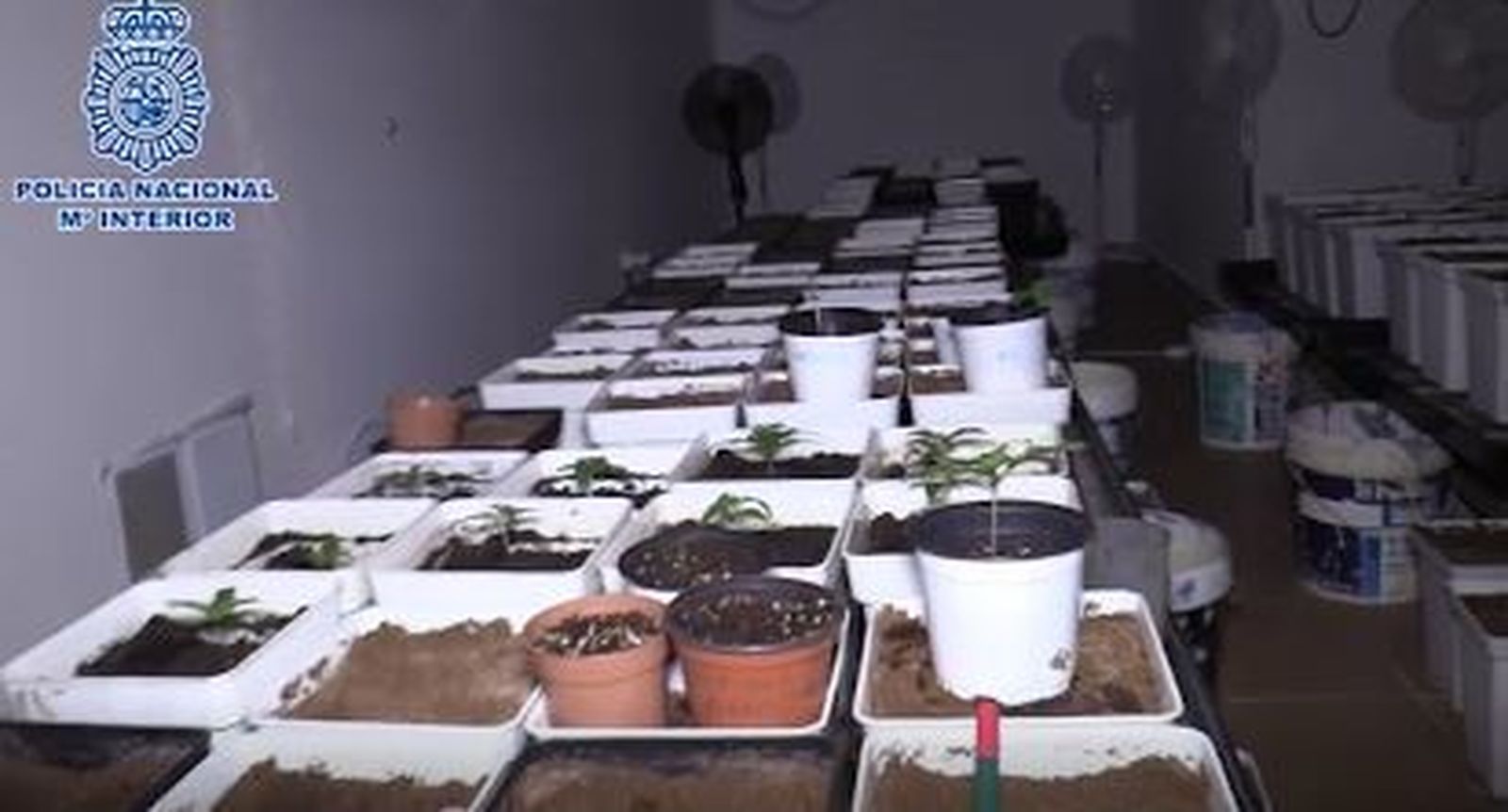 Plantas de marihuana incautadas