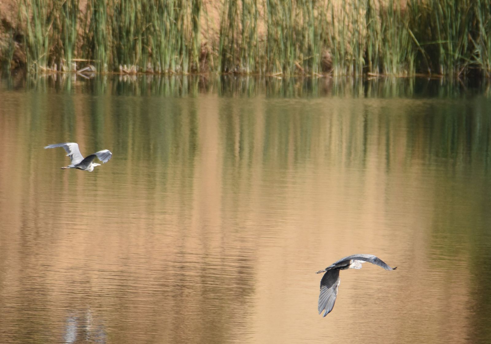 Una pareja de aves sobrevuelan Las lagunas de Ambroz, en San Blas-Canillejas