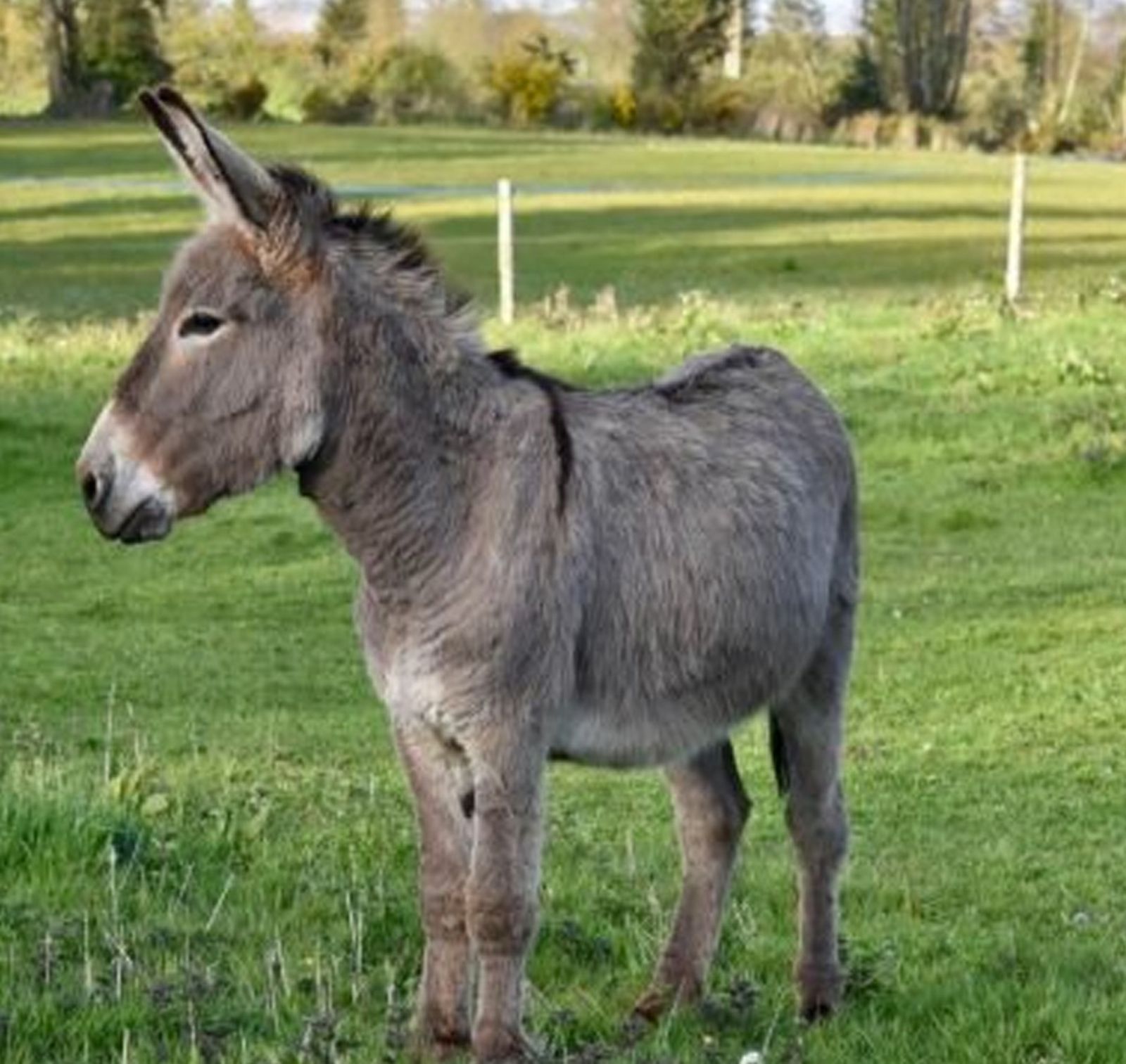 Burro en Burrolandia