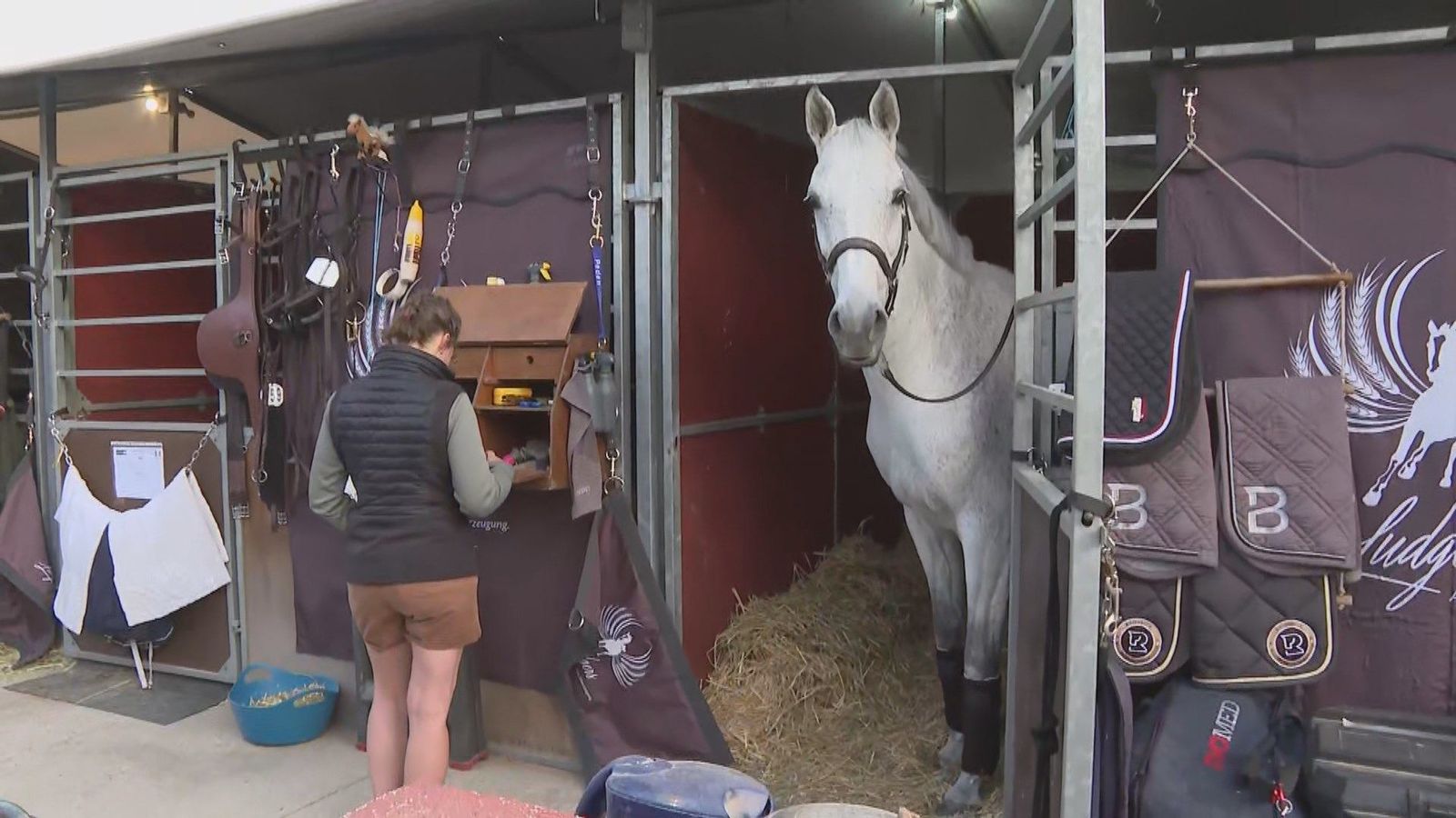 Así se preparan los caballos para la Competición Internacional de Saltos de Hípica de Madrid