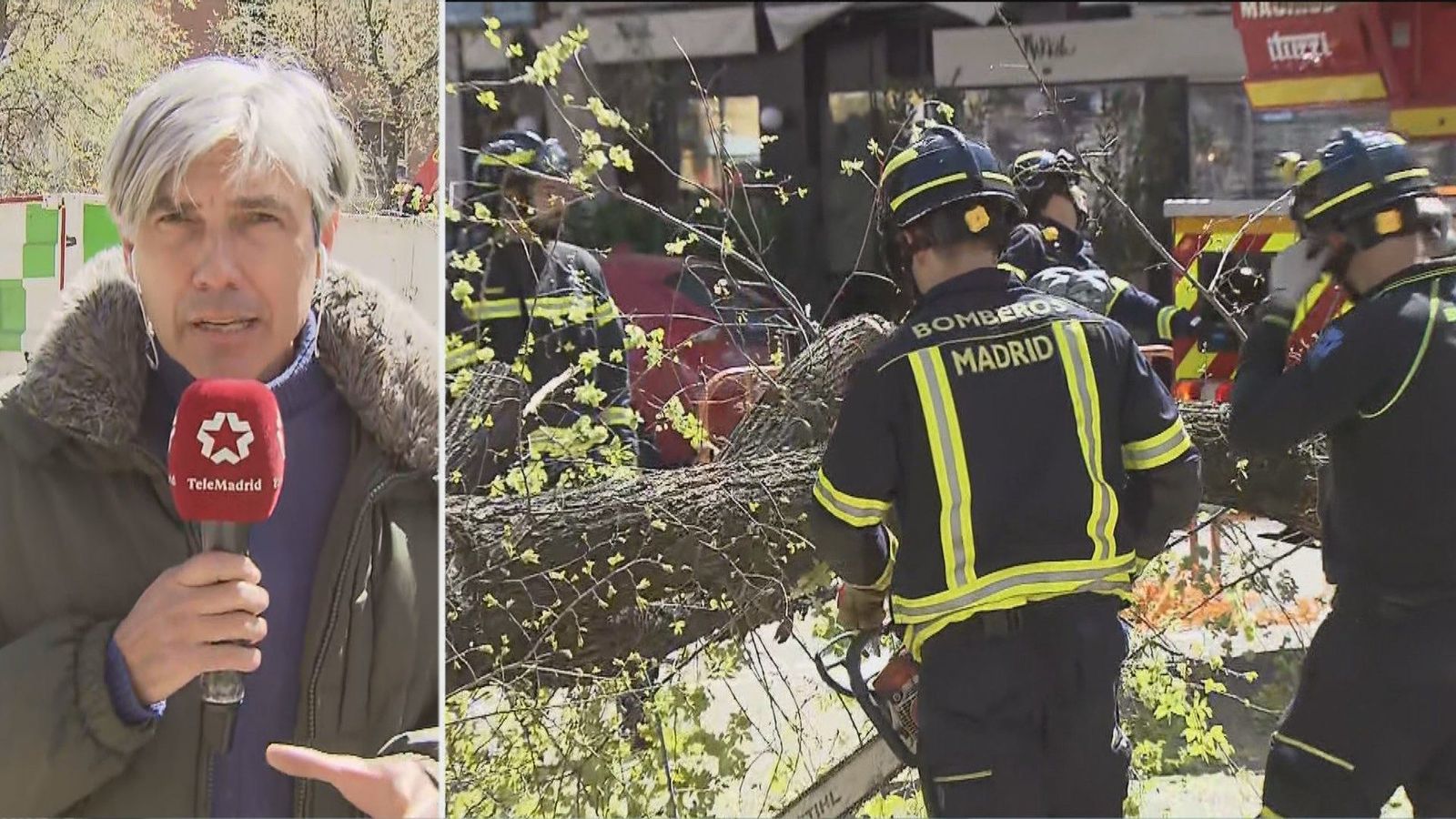 Se desploman tres árboles en la calle Príncipe de Vergara