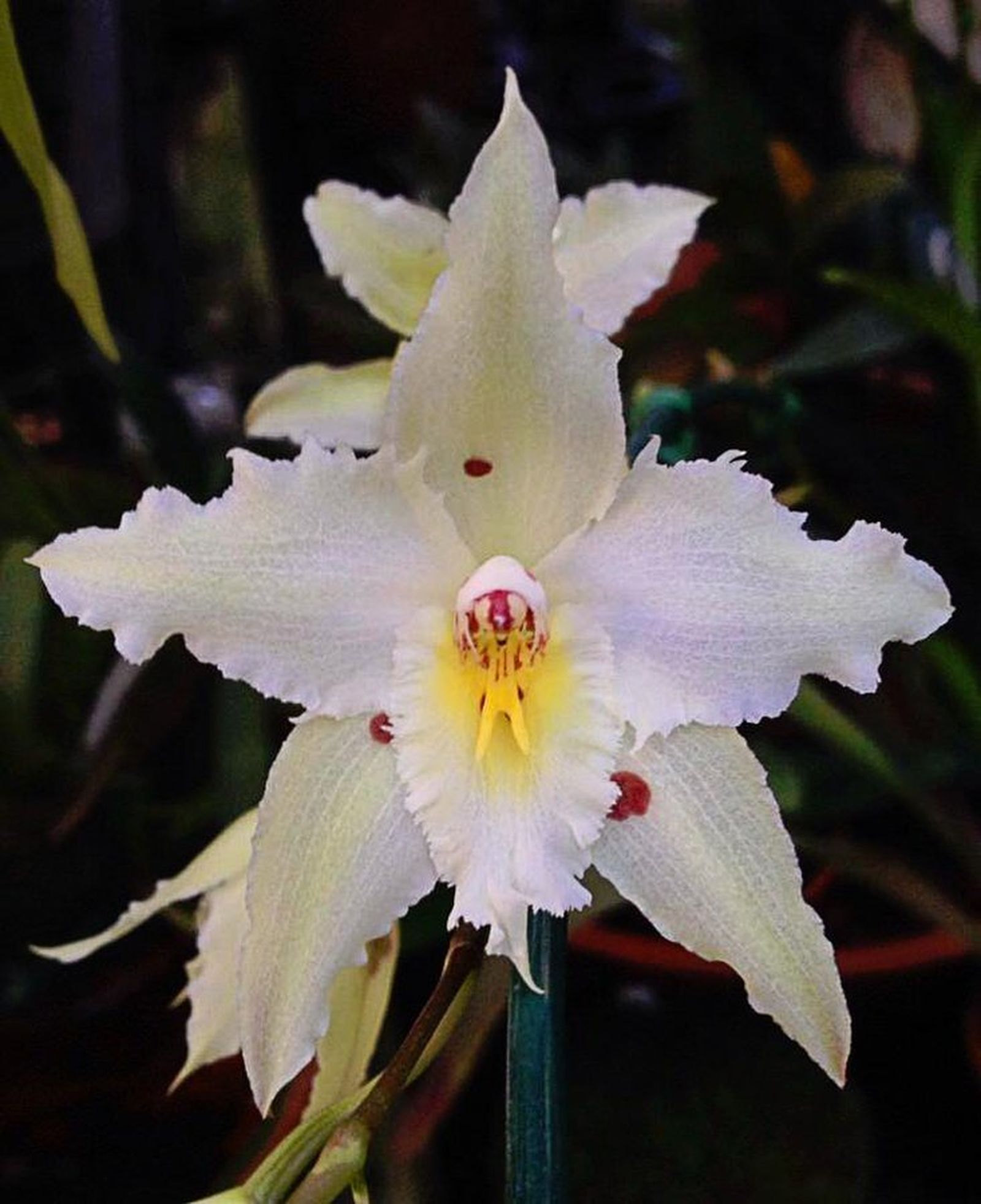 El Real Jardín Botánico inaugura la muestra fotográfica 'El jardinillo en flor'