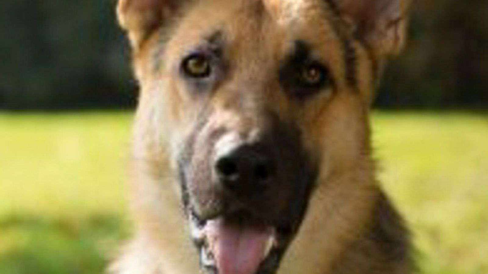 Un mando a distancia canino: lo último para los perros que ven la televisión