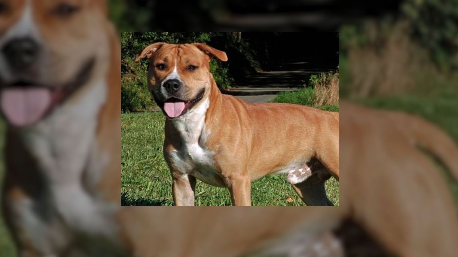 Se busca al dueño del perro que mató al de un vecino de Carabanchel