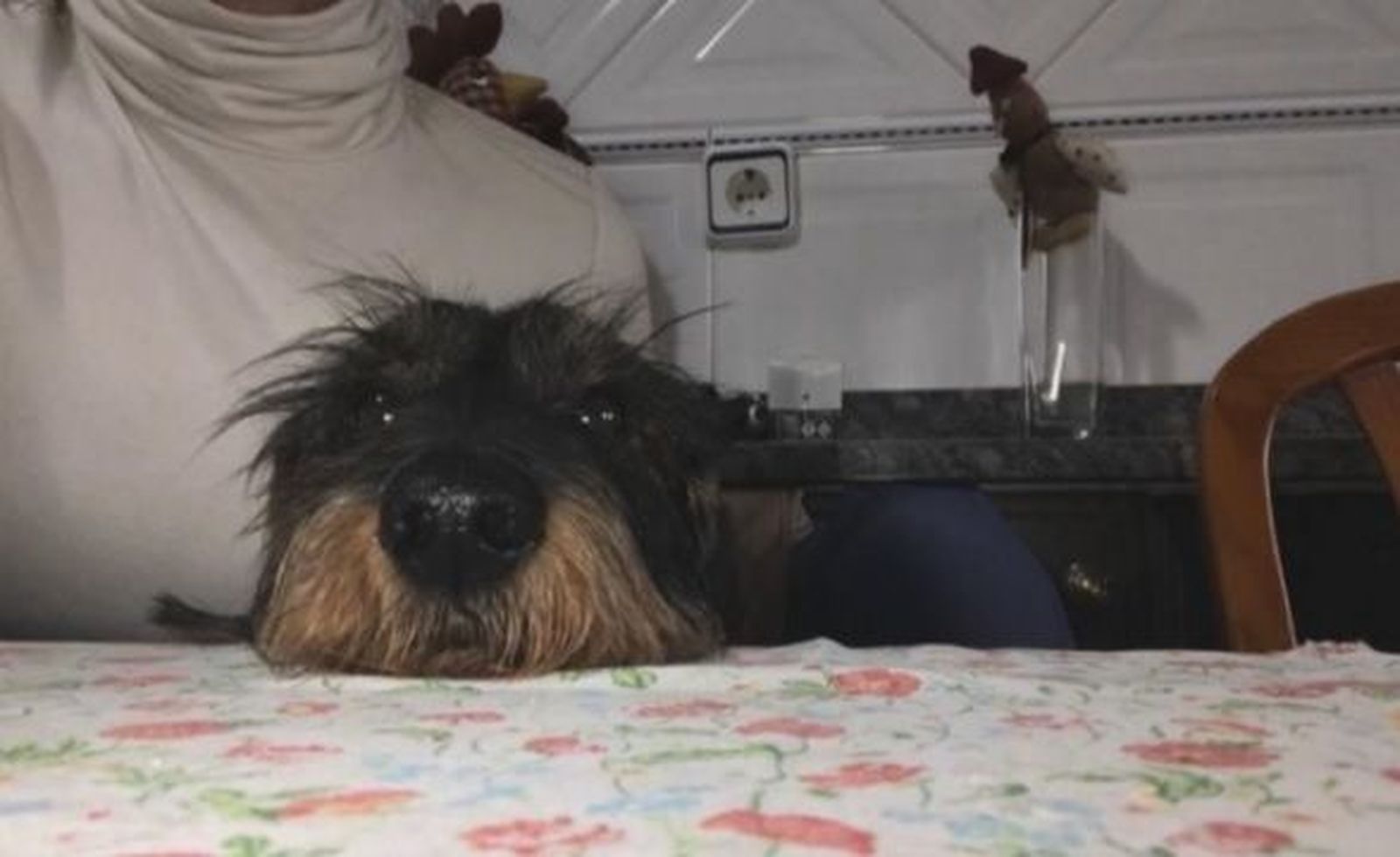 Recompensa de 3.000 euros por encontrar a Musu, un teckel desaparecido en Villaviciosa