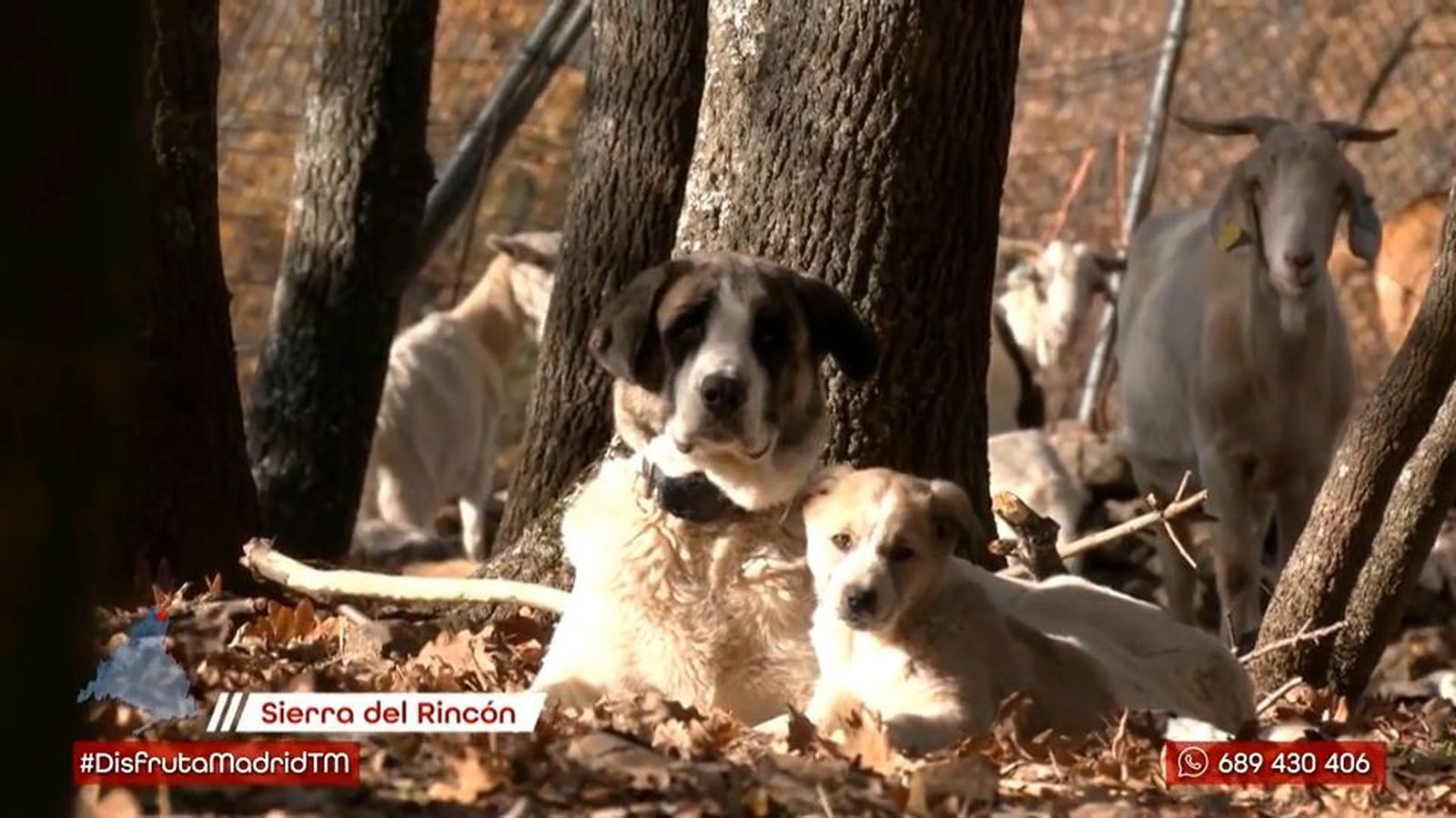 Mastines en la sierra de Madrid: protegiendo el rebaño y el ecosistema