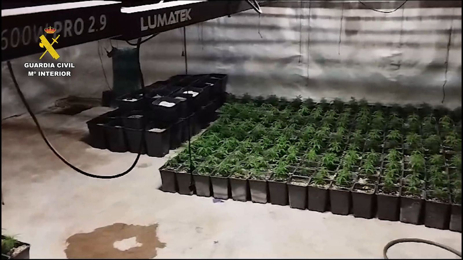 Tres detenidos por traficar y cultivar marihuana en 5 inmuebles de Madrid y Toledo