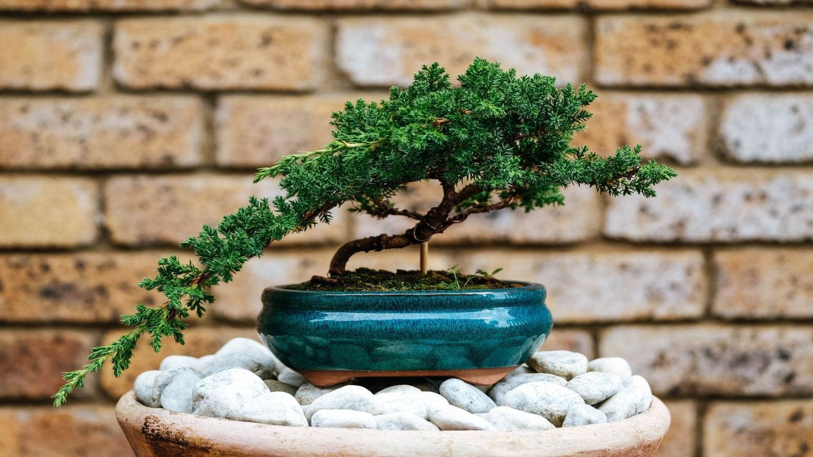 Descubrimos el arte del bonsái, el cultivo de un árbol enano