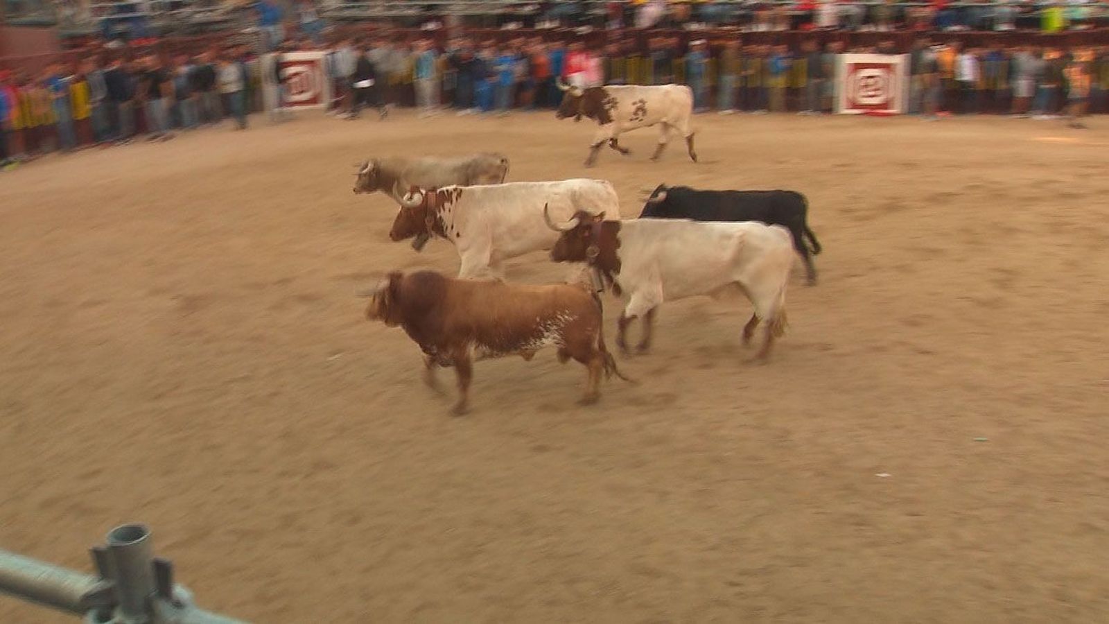 El segundo encierro de las Fiestas de Arganda se desarrolla sin sustos