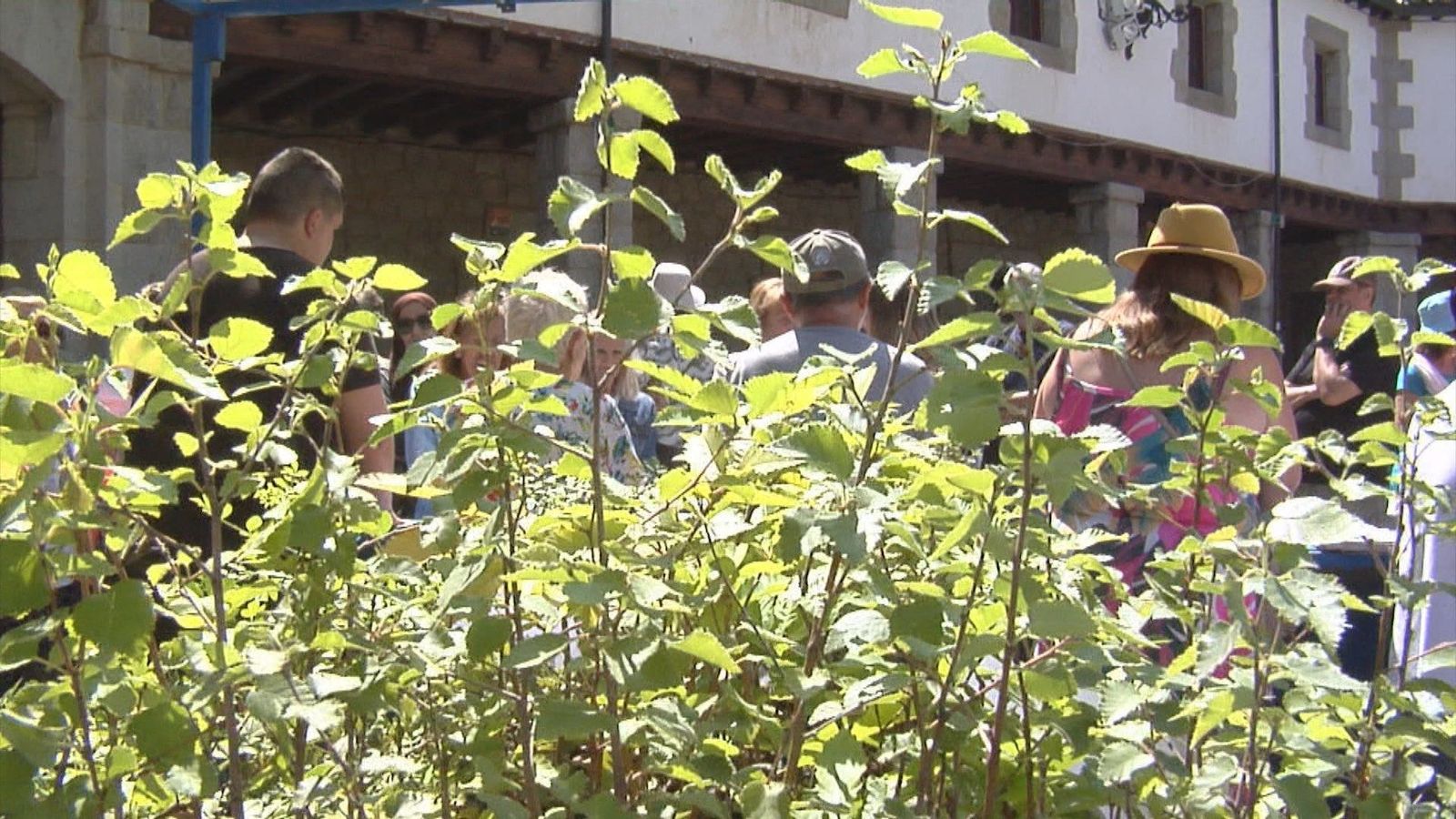 Guadarrama celebra el Día del Medio Ambiente con el reparto de árboles y plantas
