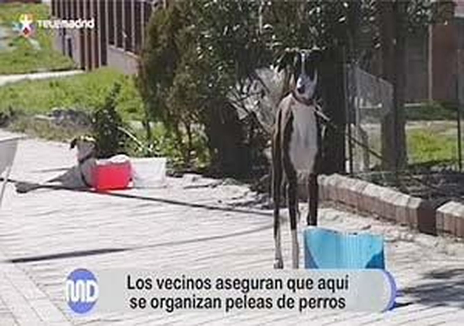 Peleas de perros en Villaverde