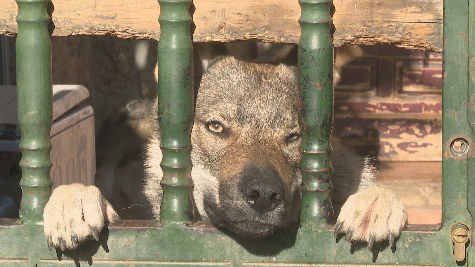 Retirados 5 perros lobo checoslovacos de una casa de Pelayos de la Presa