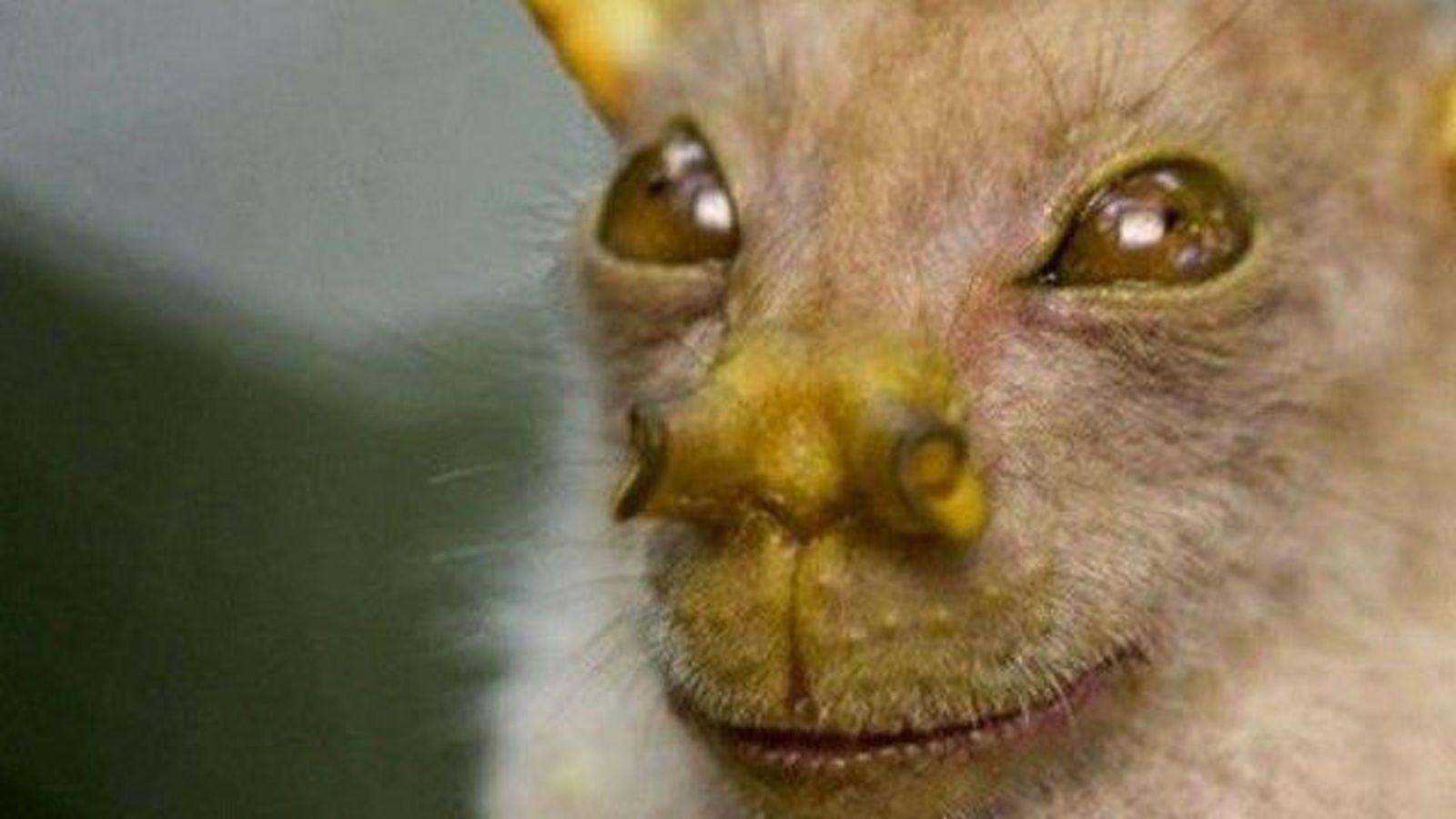 El murciélago 'Yoda', catalogado como nueva especie y caracterizado  como el animal de la "sonrisa constante"