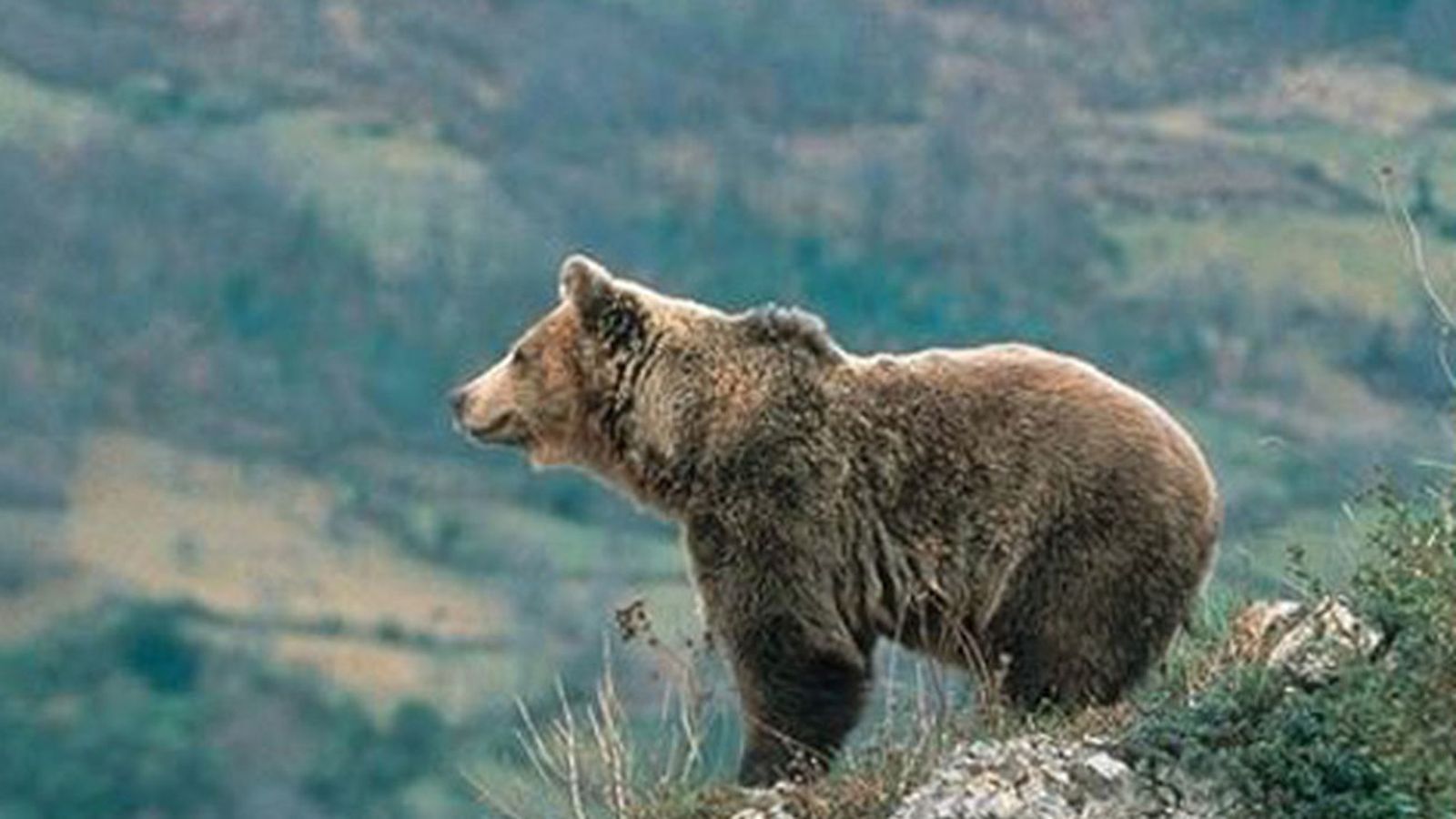 Ejemplar de oso