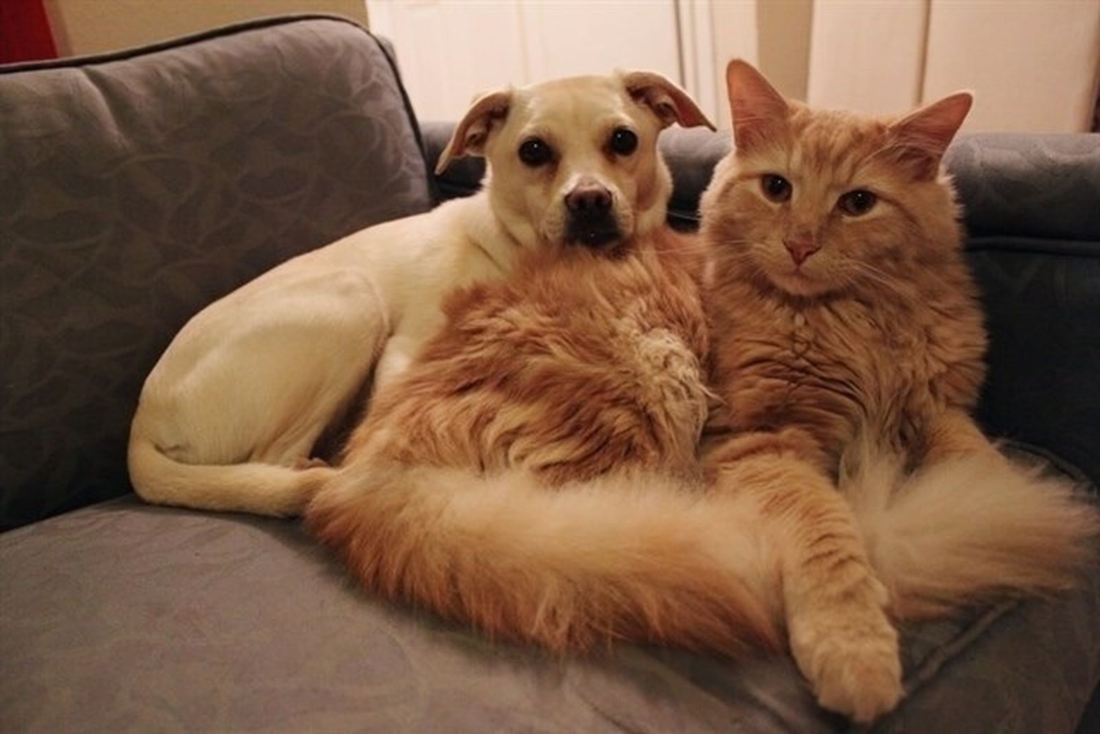 Perros y gatos, las mascotas más habituales
