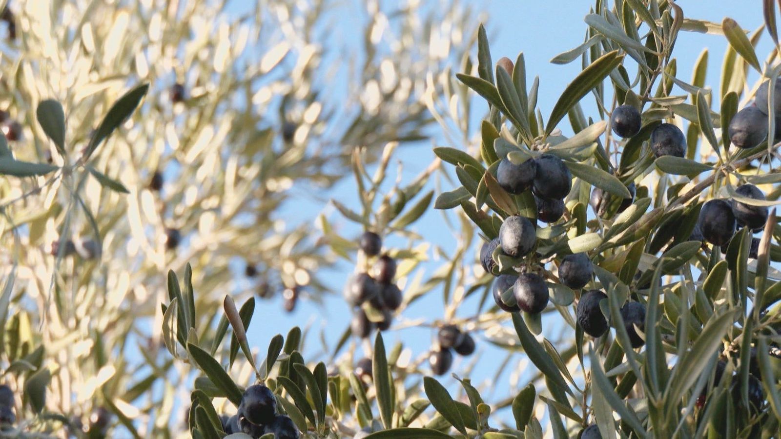 Los productores de aceite de oliva, con "gran preocupación" por los aranceles de Trump