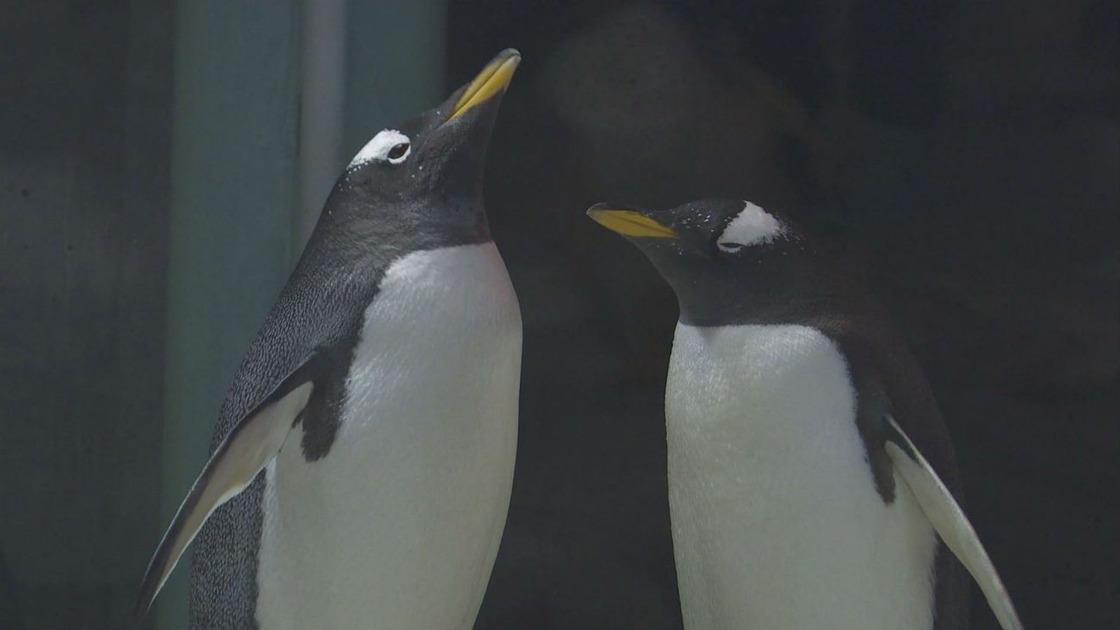 Dos pingüinos gays, los mejores padres del mundo