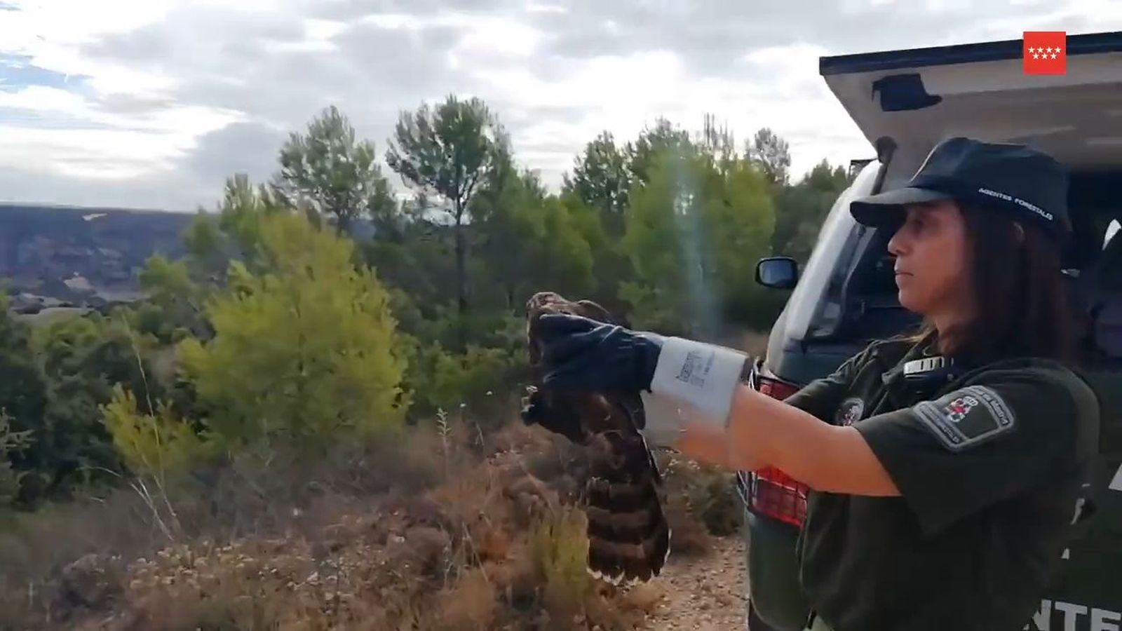 Agentes forestales de Madrid liberan un azor