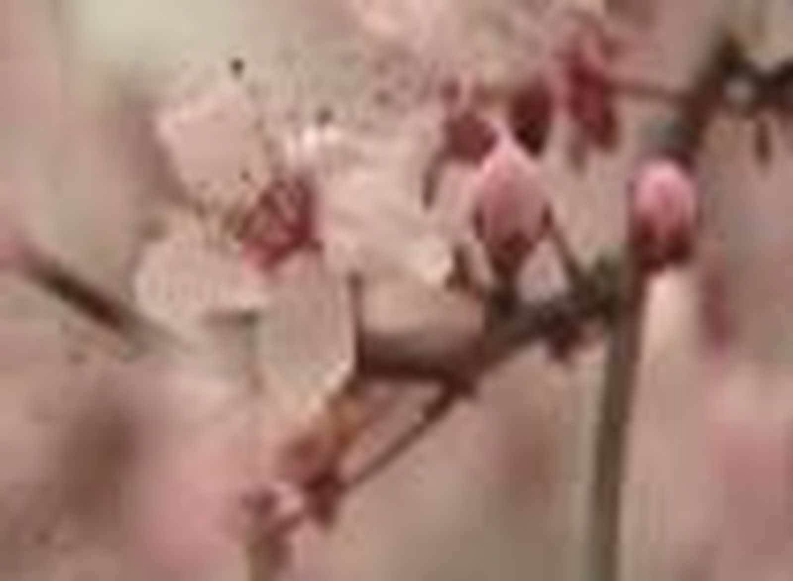 El espectáculo de la naturaleza se manifiesta en los centenares de almendros en Madrid