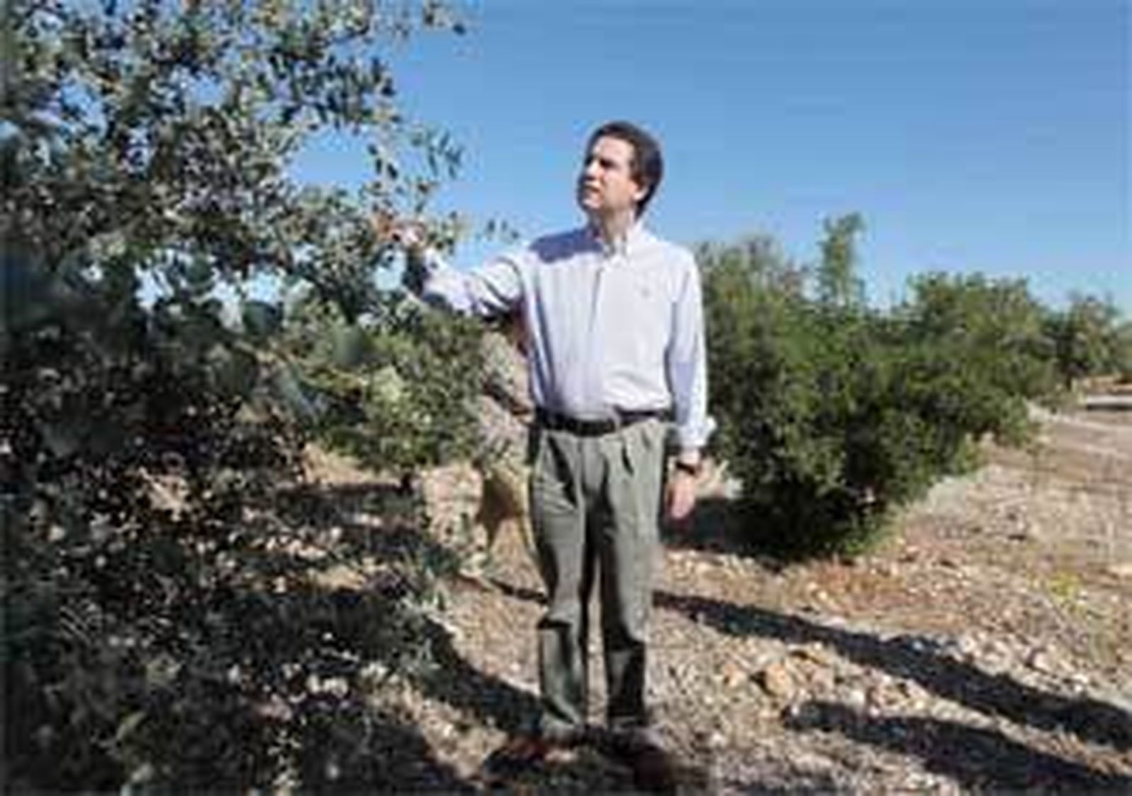 Madrid foresta 4.000 hectáreas de terreno agrícola poco productivo
