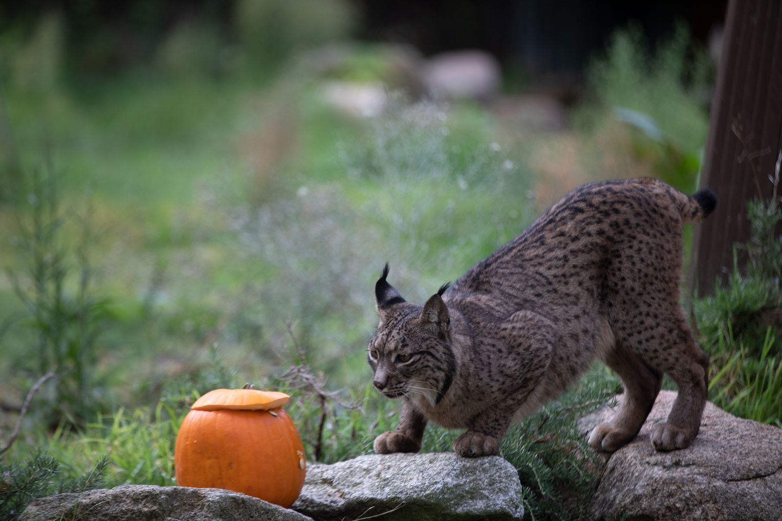 Halloween 2023 en el Zoo Aquarium de Madrid