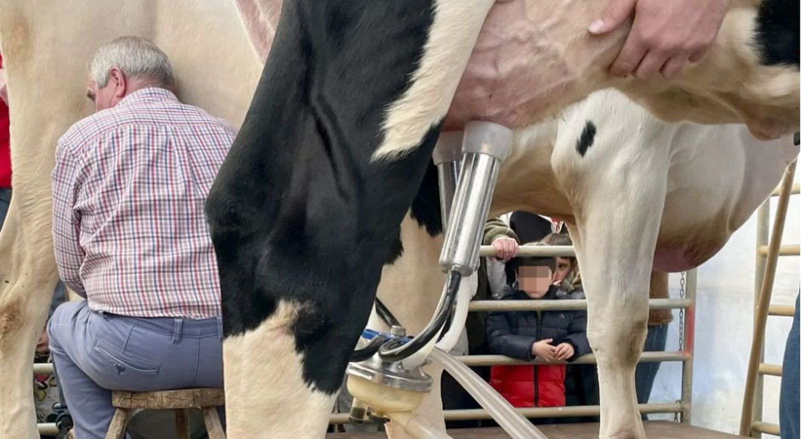 Ordeño de vaca