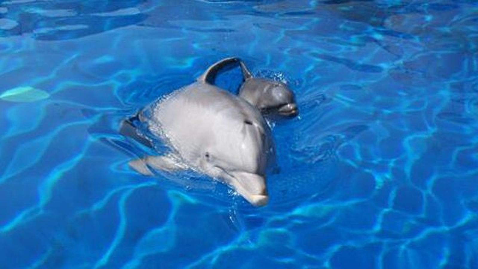 Nace una cría de delfín en Zoo Aquarium de Madrid