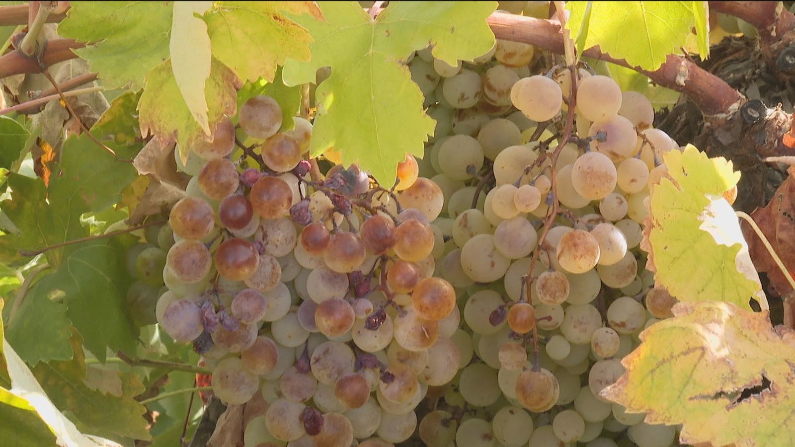 La sequía afecta a las uvas