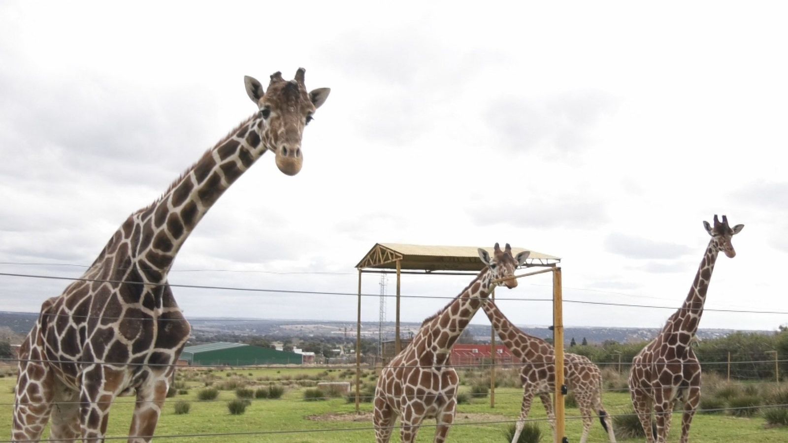 ¿Cómo combaten el frío los animales del Safari Madrid?