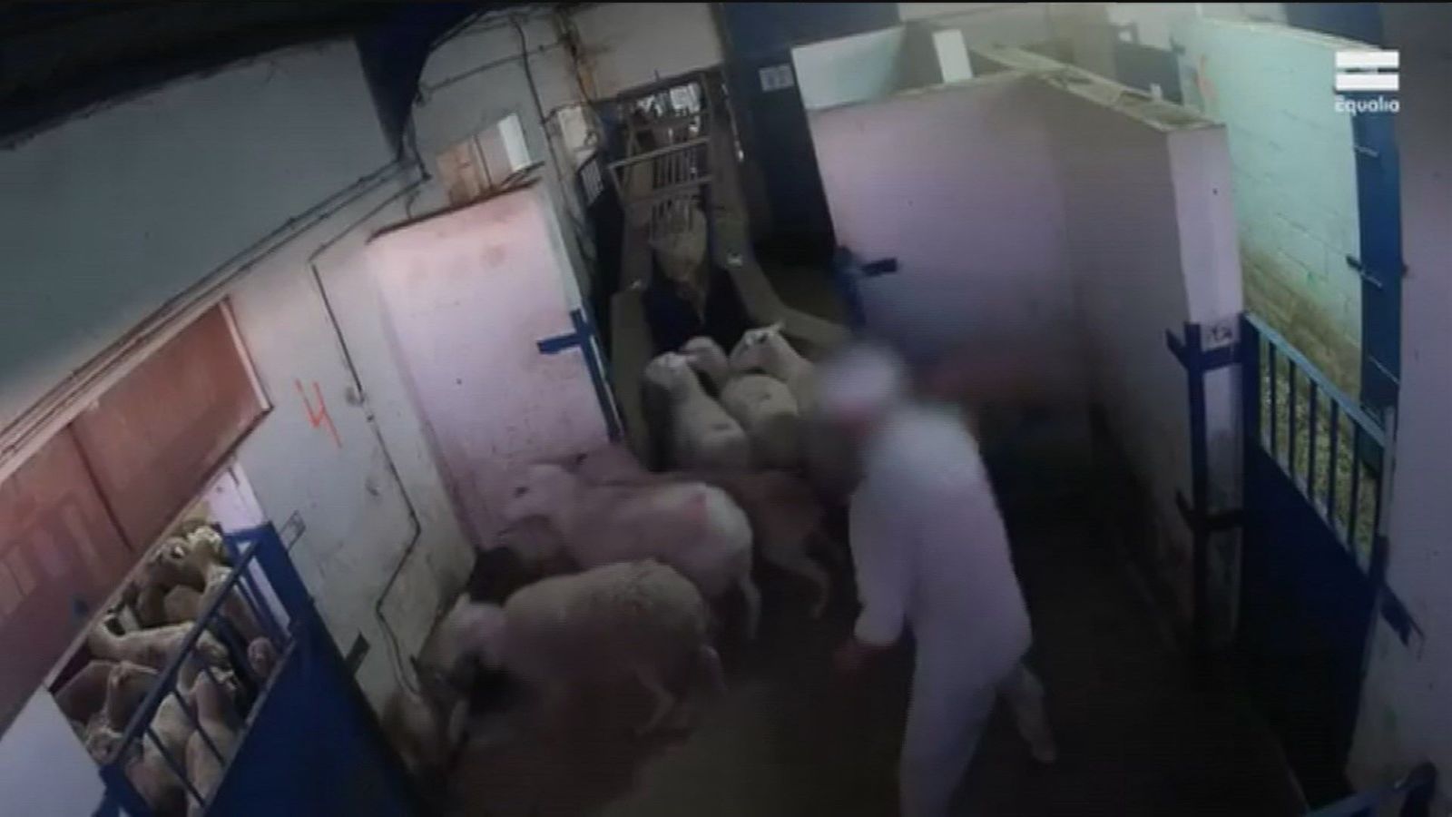 Denuncian maltrato animal en el matadero de Villarejo de Salvanés