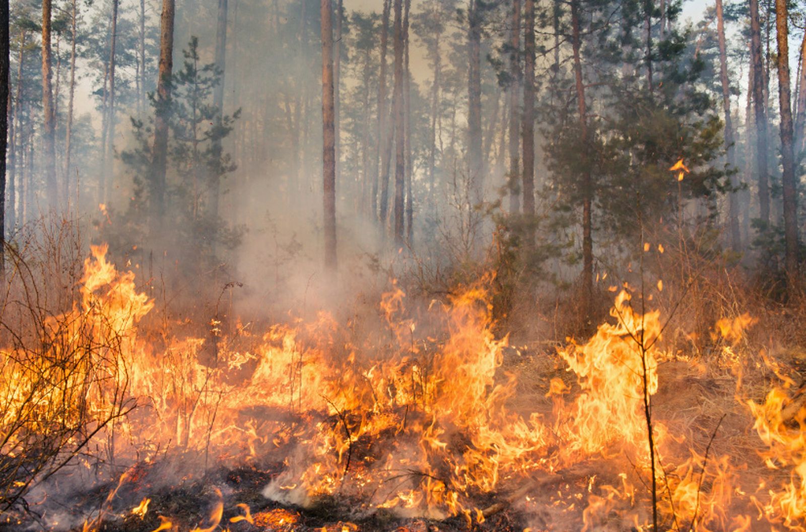 Incendio forestal