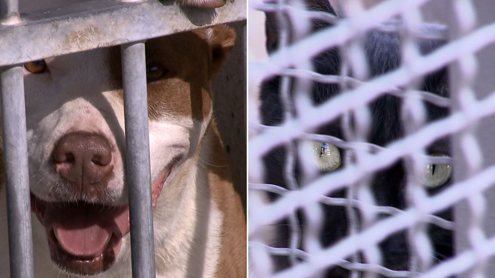 El Centro de Protección Animal de Madrid, al 105% de su capacidad