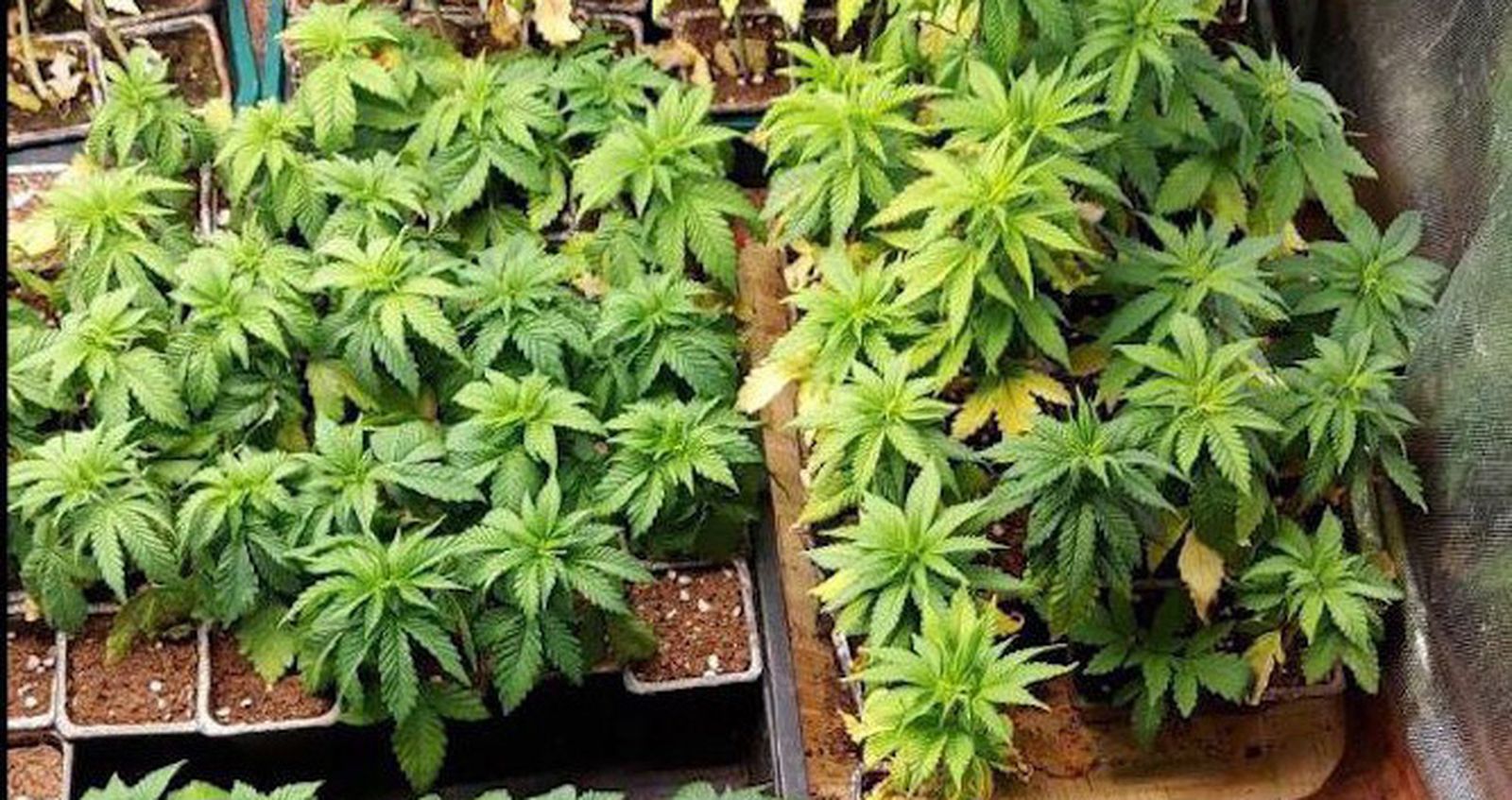 Marihuana en una casa