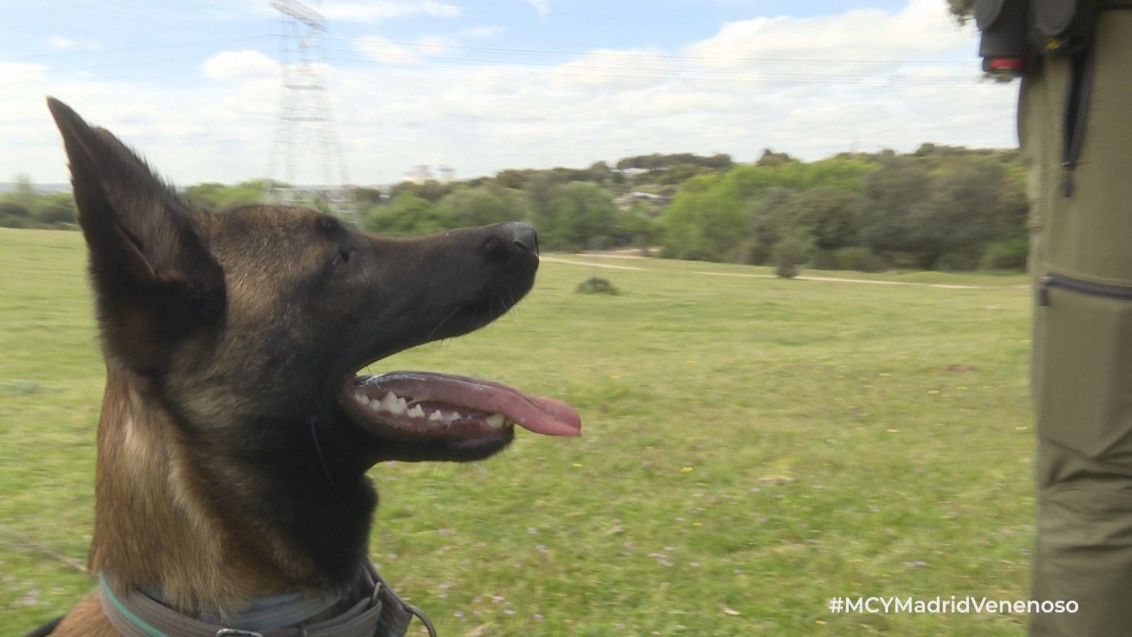¿Cómo entrenan los agentes forestales a los perros que patrullan el campo de Madrid en busca de veneno?