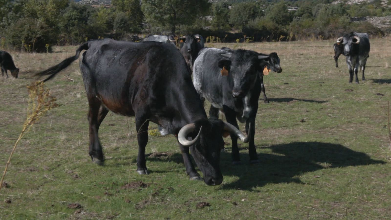 Vacas bravas