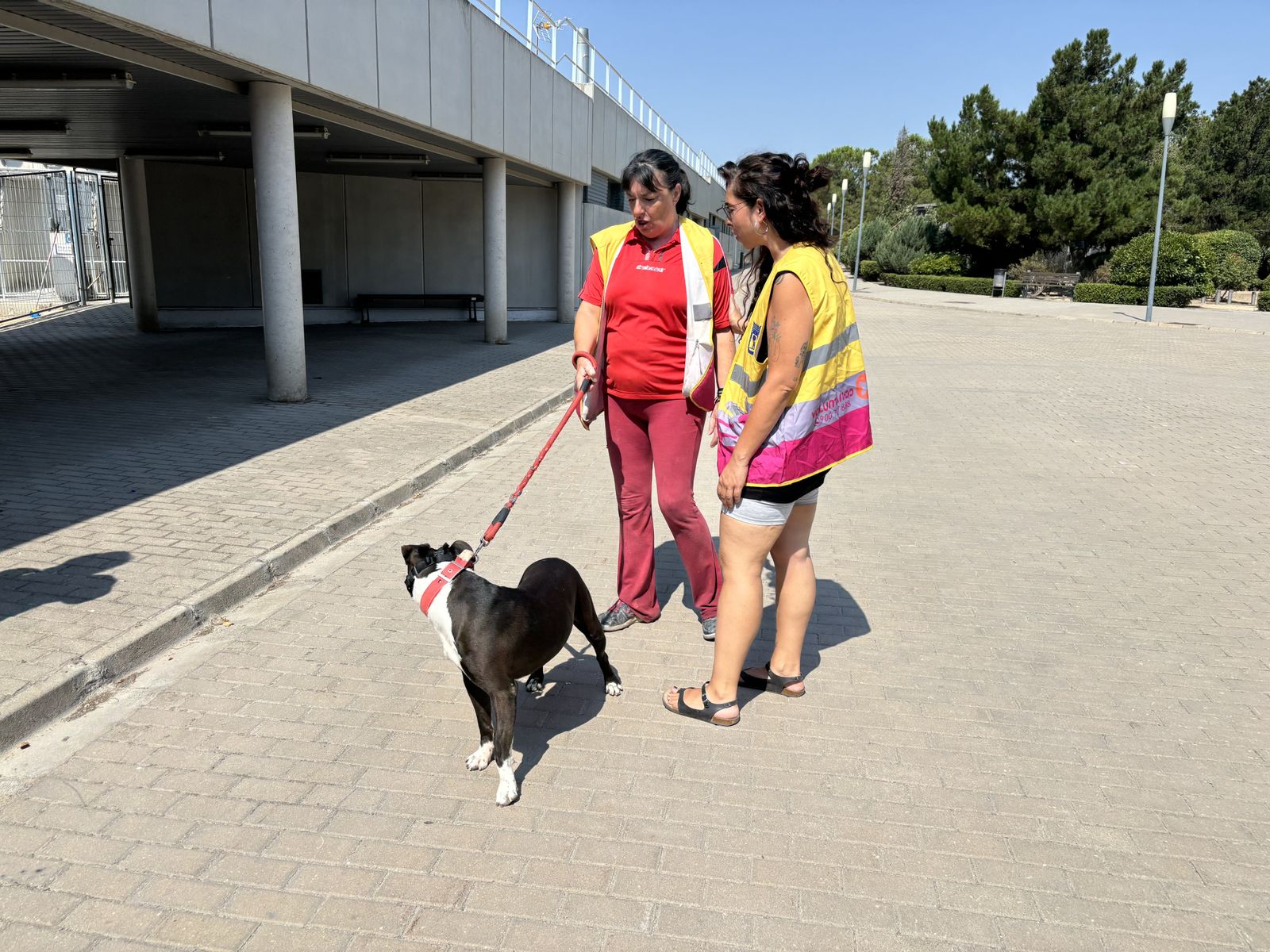 Voluntarias paseantes de mascotas del centro municipal de protección animal