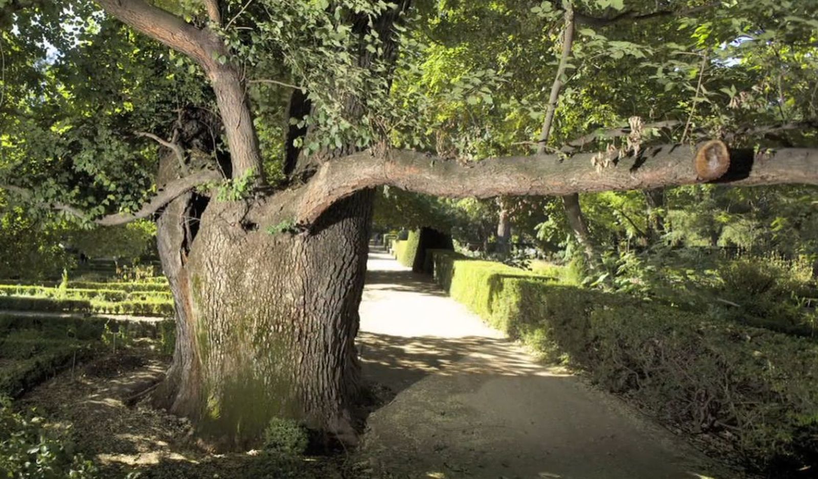 'Pantalones' el emblemático olmo del Real Jardín Botánico de Madrid