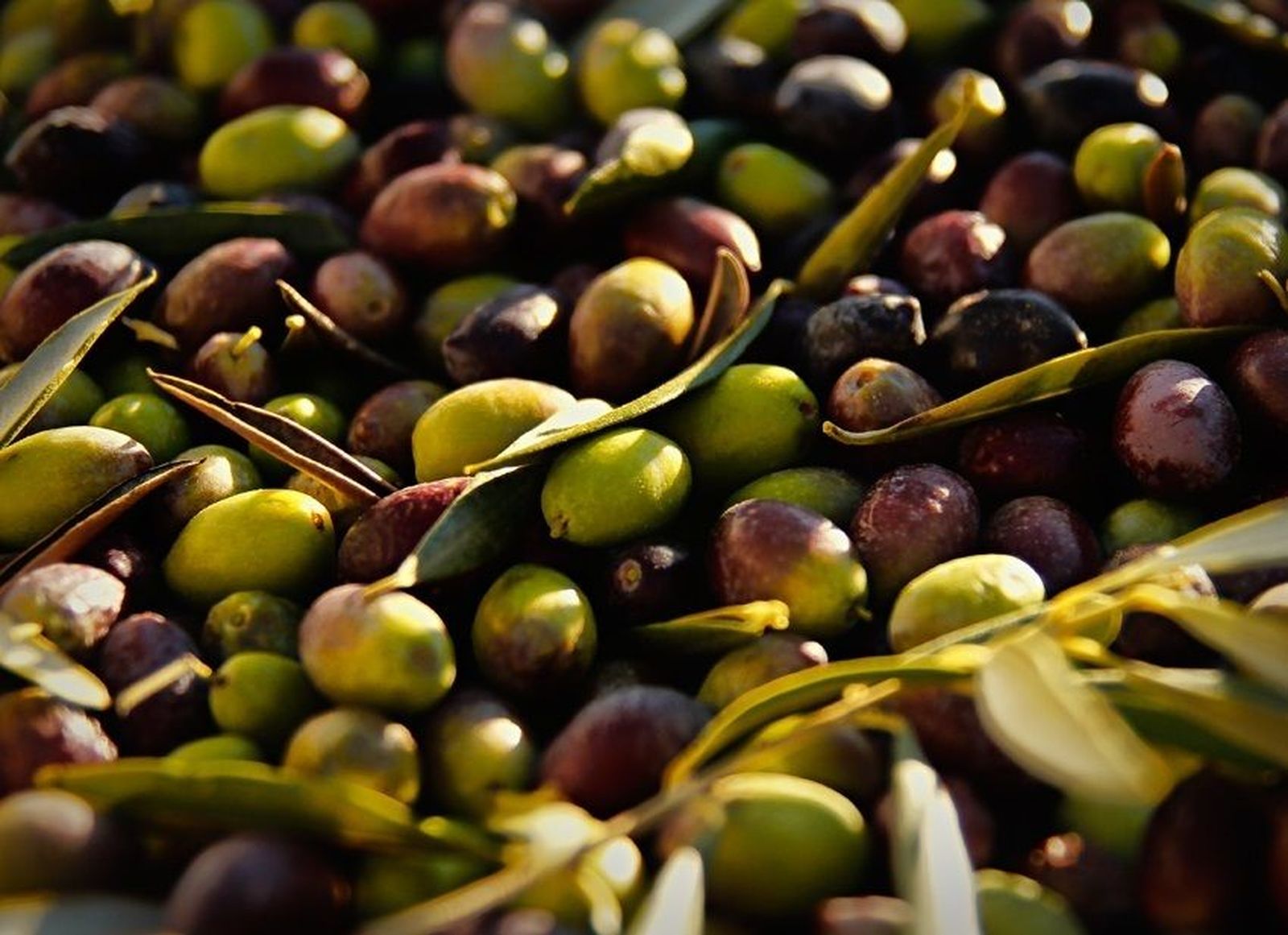 El precio del aceite de oliva seguirá subiendo tras "la peor cosecha de aceituna del siglo"