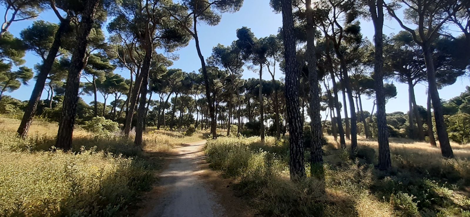 Inteligencia artificial, rebaños y aprovechamiento maderero para evitar incendios forestales en Madrid