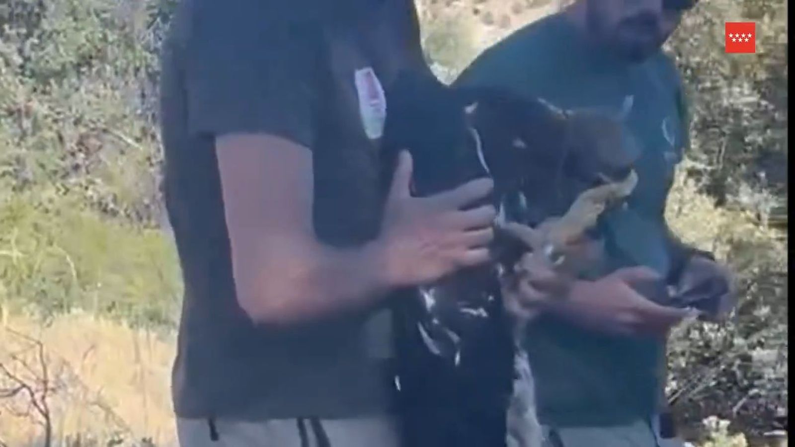Rescatan y devuelven al nido un pollo de águila
