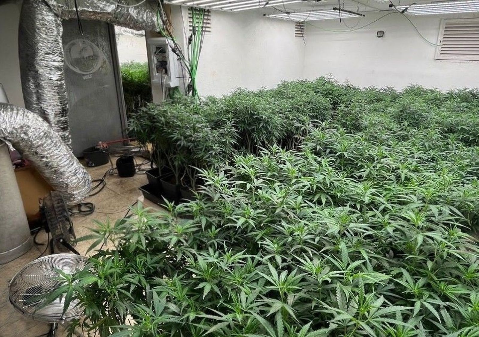 300 plantas de marihuana en la Cañada Real