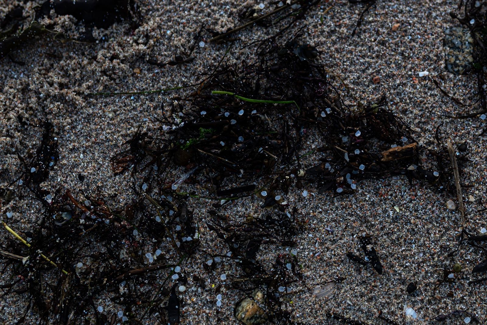 Pellets en las costas gallegas