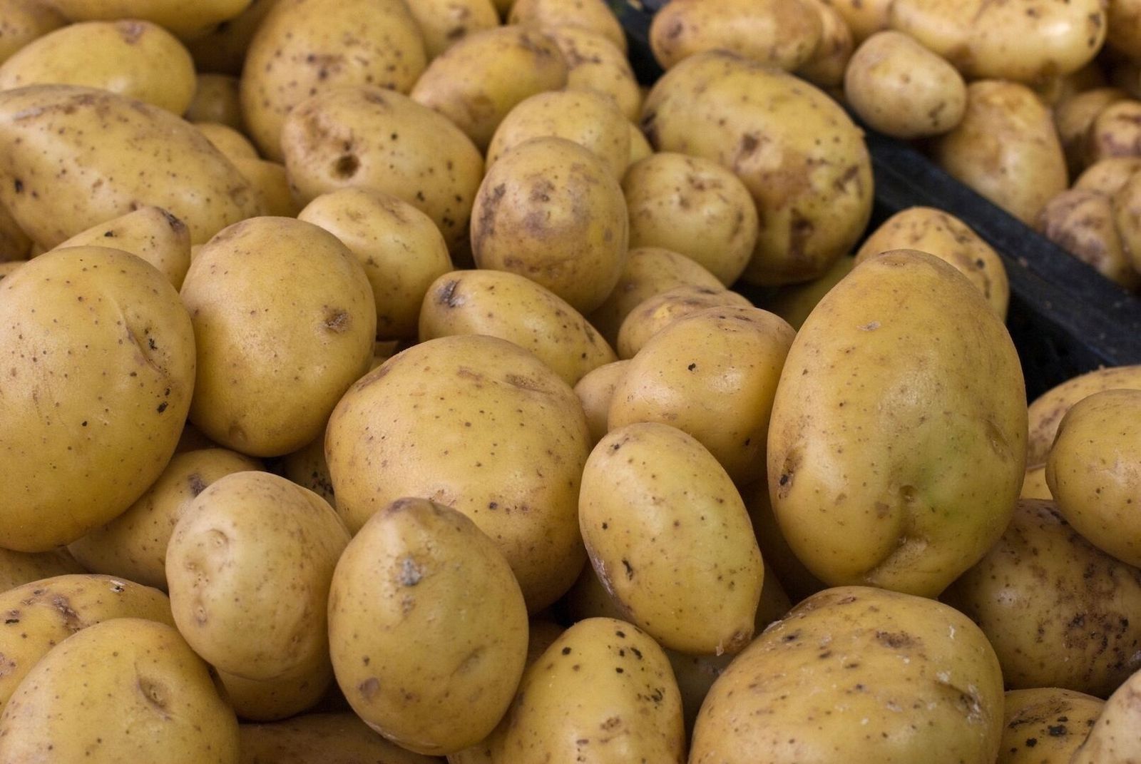 Las patatas, reinas del certamen gastronómico 'Morata Chef'