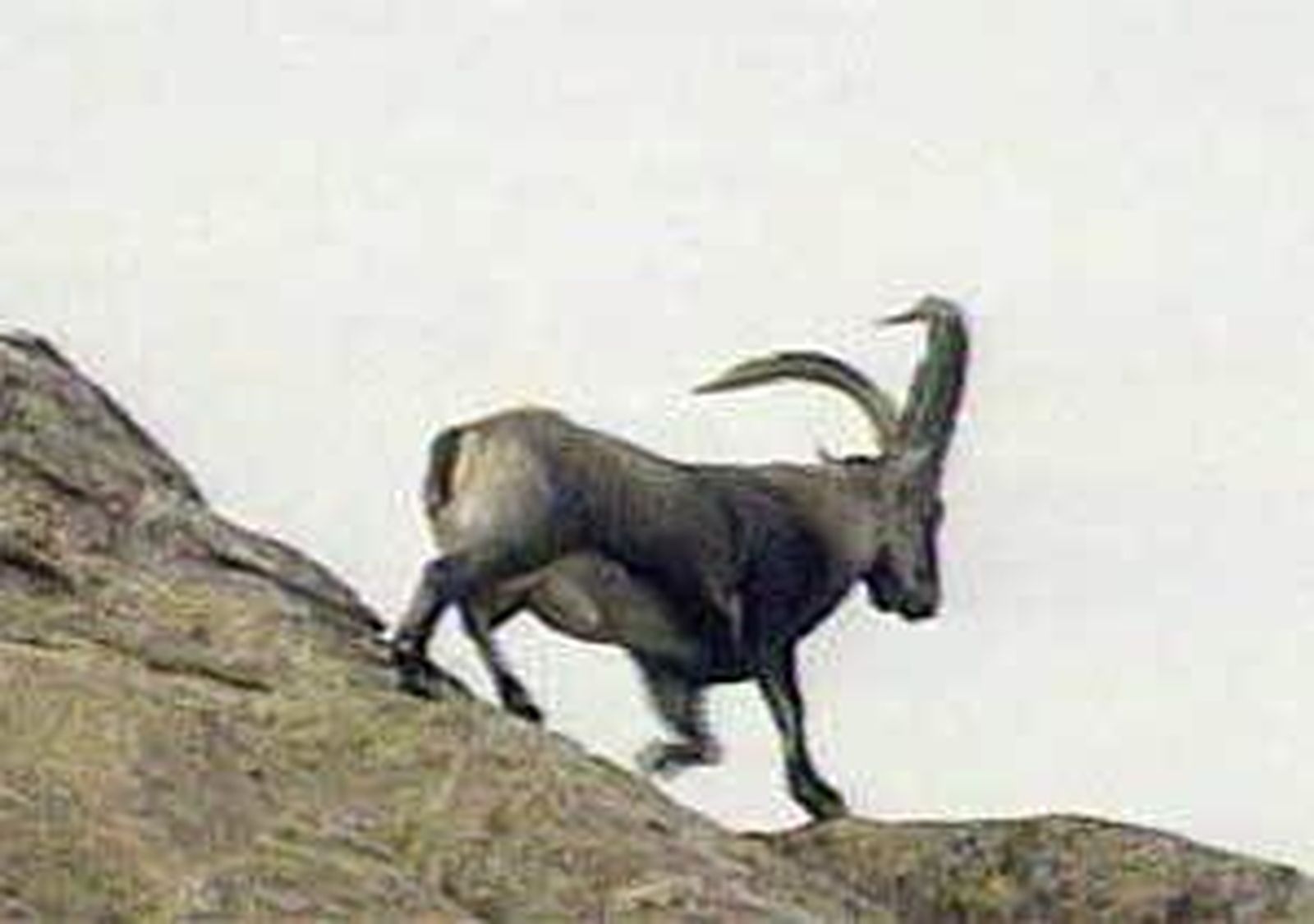 Las Cumbres de la Sierra de Guadarrama serán Parque Nacional en 2013