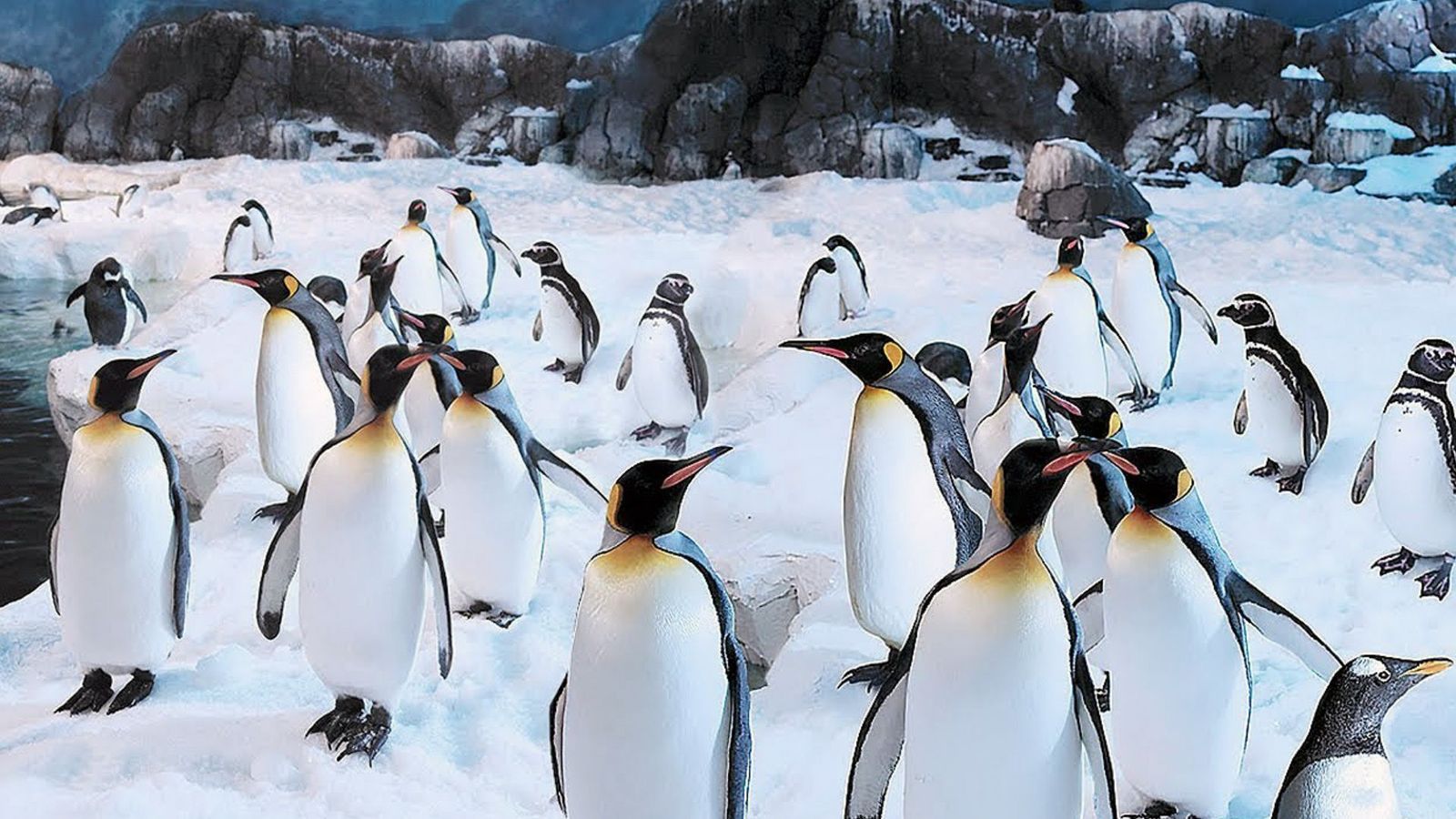 Faunia celebra un nacimiento múltiple de 10 pingüinos