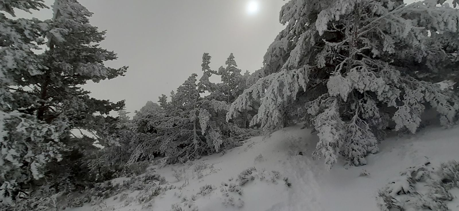 Paisaje nevado en los alrededores del Puerto de Navacerrada este invierno