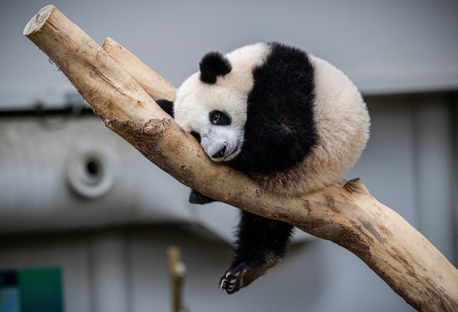 Faunia y el Zoo de Madrid se unen para animar el verano a los más pequeños